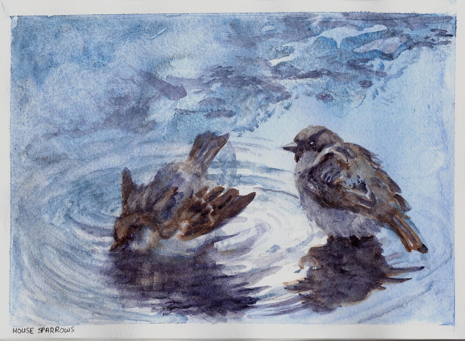 Sparrows Bathing and Pouring Paint Watercolor