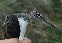 Green Sandpiper