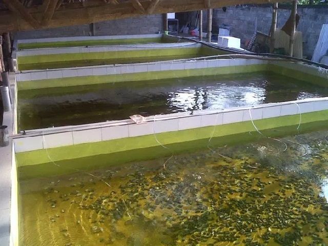 Budidaya Lobster Air Tawar Di Kolam Terpal Serta Merawatnya Di Aquarium