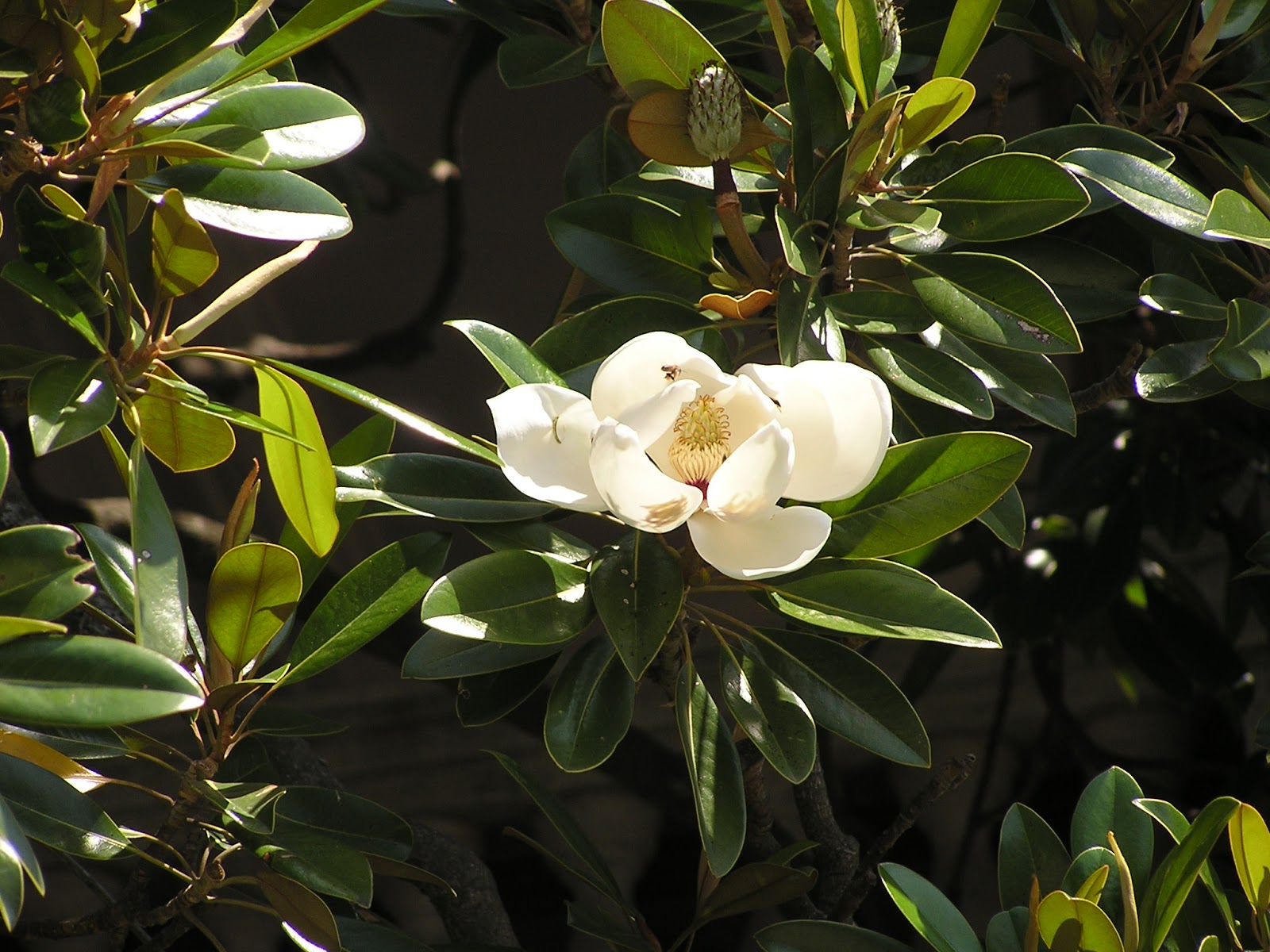 Cuidados del Árbol de Magnolia verano Galissonière, Magnolia grandiflora |  Verde Jardín