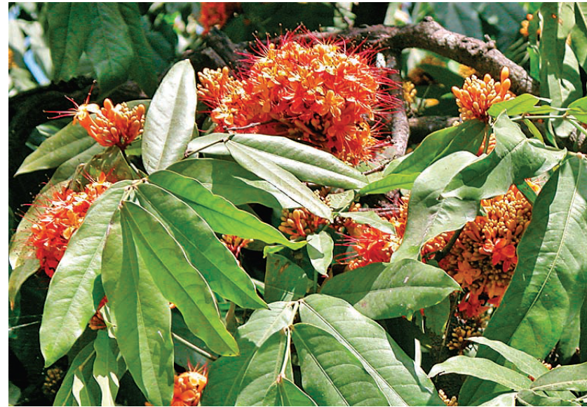 Ashok cures fever, blood related problems, leucorrhoea - Uses