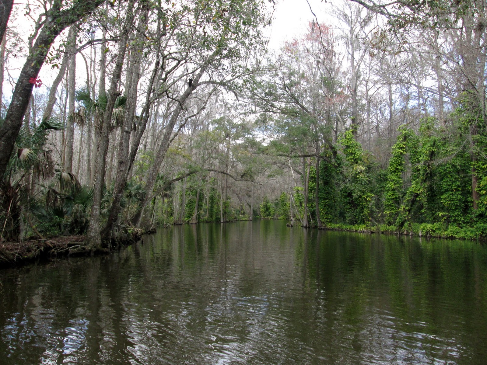 Central Florida Kayak Tours Kayaking the Dora Canal