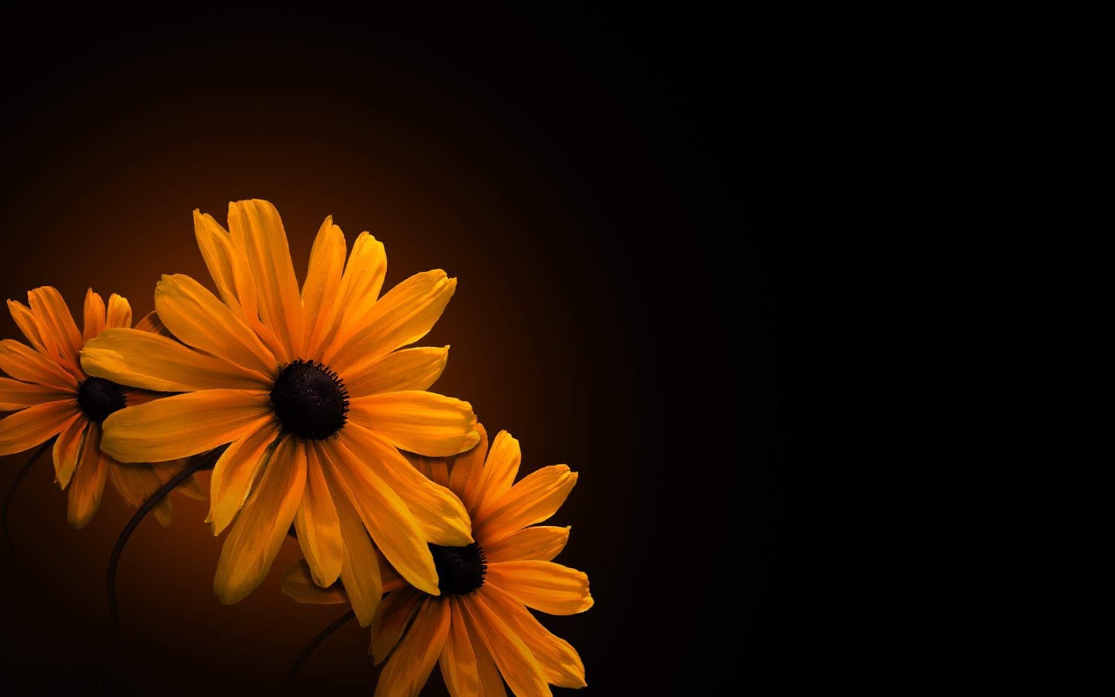 http://2.bp.blogspot.com/-KXldmzfxAPI/UNdbwyjBieI/AAAAAAAAB9s/Ia2Opzw9Ao8/s1600/Orange+Flower+on+Black+Background+Wallpaper+HD.jpg