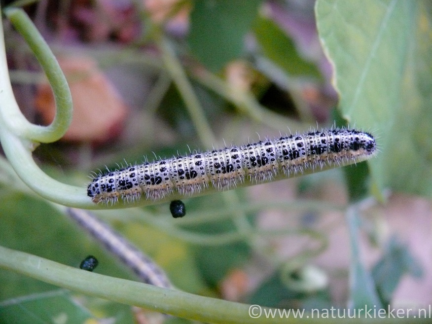 De gedaantewisseling van Koolwitjes