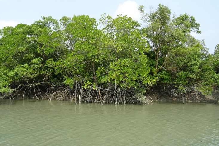 Mengapa Hutan Bakau Dapat Mencegah Terjadinya Abrasi dan Harus Dilestarikan - Dulajar