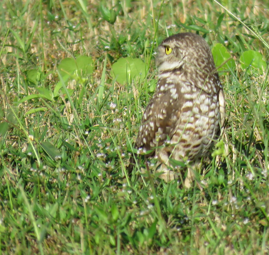 Bird Travel Photos Birding Sites Bird Information Burrowing