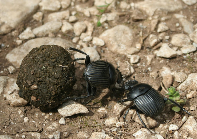 Resultado de imagem para Scarabaeidae fitófagos