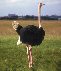 ostrich birds largest alive animal states united