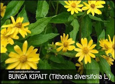 Bunga Kipait atau Kembang bulan (Tithonia diversifolia)
