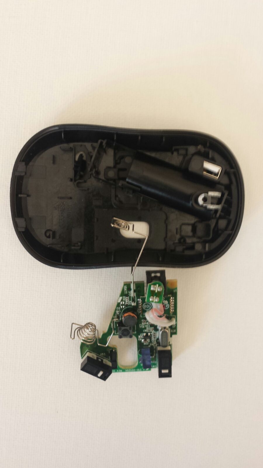 ammai anatomy of the mouse