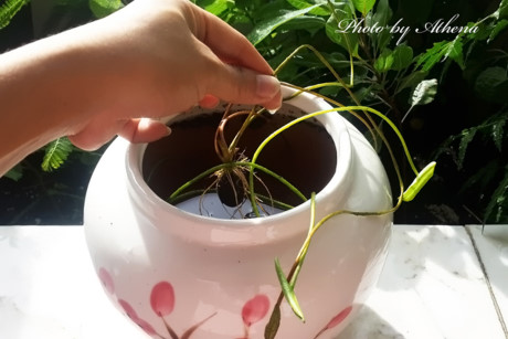 Cach trong hoa sen mini Nhat du sac mau cho nha thom ngat, ruc ro ngay he - Anh 9