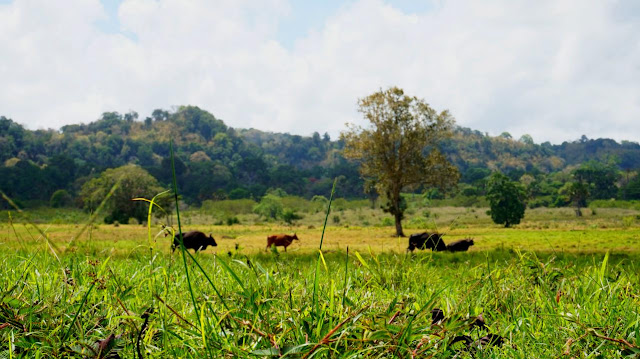 Savana Sadengan Banyuwangi