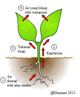 Berikut ini yang tidak mempengaruhi proses transpirasi pada tumbuhan adalah