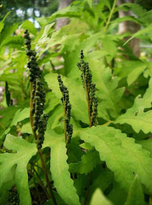 sensitive fern fertile fronds at the createaerie