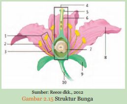 alat kelamin jantan dan alat kelamin betina pada bunga secara berurutan ditunjukkan oleh angka