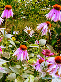 My coneflower garden