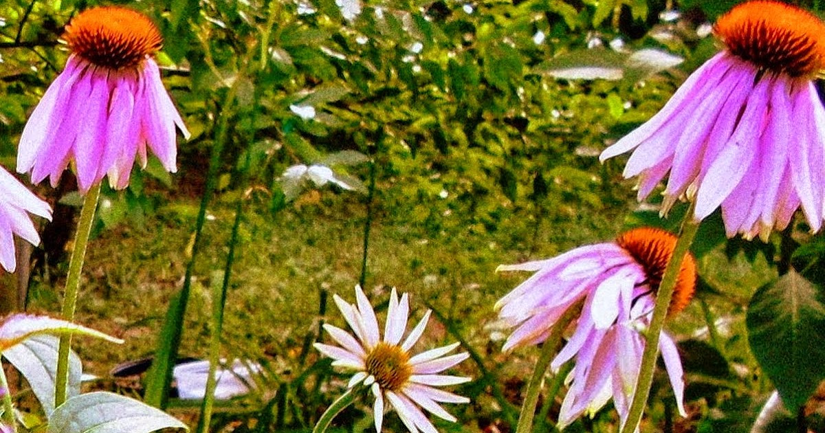 Yard and Garden Secrets Garden Tips for Growing Coneflowers