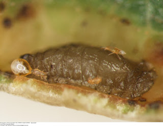 mites mite itch gravid biting larvae