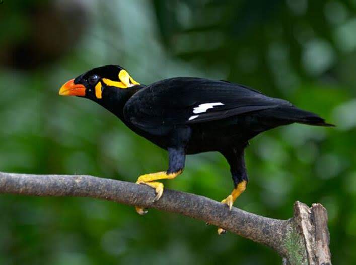 Harga Burung Beo Dan Nuri Terbaru Jelang 2019 Gemar Ternak Dan