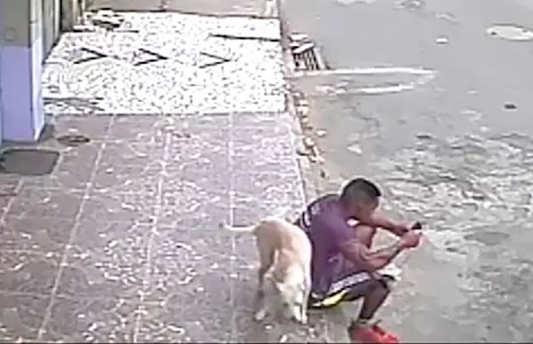 Perro callejero le hace tremenda travesura, y de castigo... lo adopta Perro callejero le hace tremenda travesura, y de castigo... lo adopta