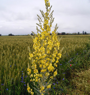 Gordolobo (Verbascum)