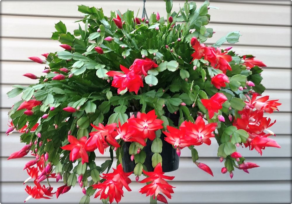 Tips How to grow and Care Schlumbergera bridgesii