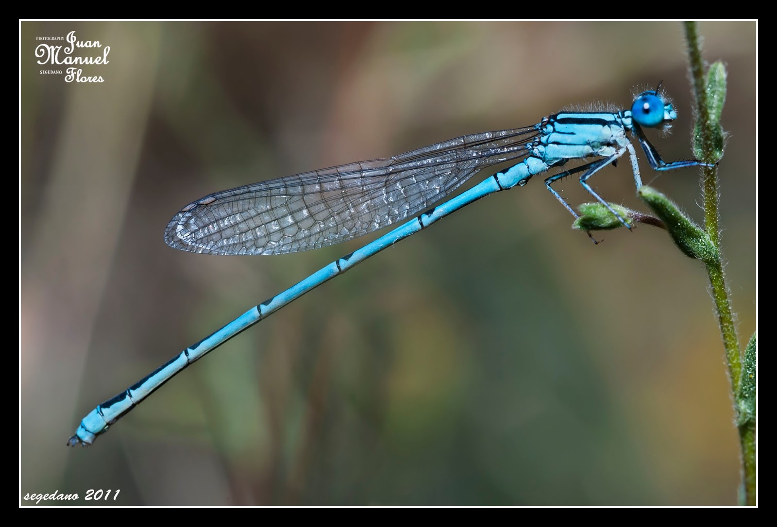 DIARIO DE UNA MIRADA: CABALLITOS DEL DIABLO