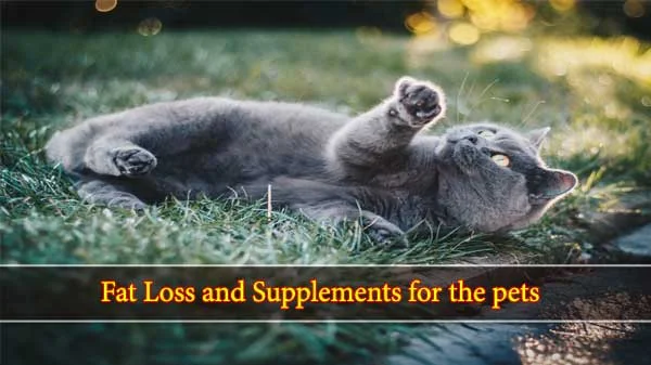 Fat Loss and Supplements for the pets