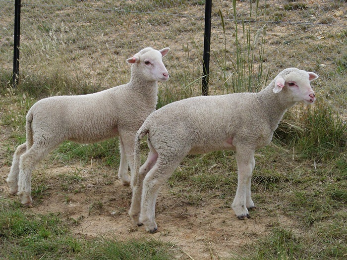 Burrow Downs Poddy lamb update