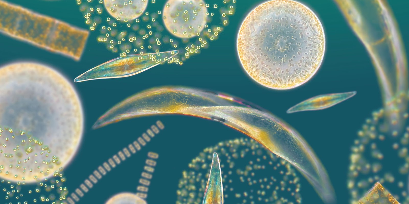Бактерия водоросль простейшие. Зоопланктон и фитопланктон. Фитопланктон диатомовые водоросли. Морской фитопланктон водоросль. Фитопланктон нанопланктон зоопланктон.