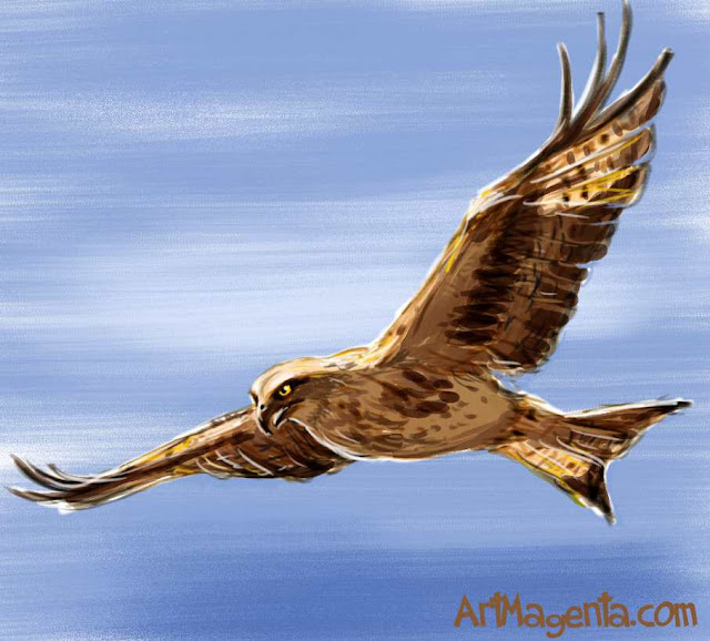 Red Kite from Bird of the Day by ArtMagenta.com