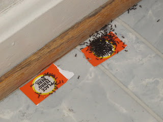 Using gel bait to get rid of ants in your house - Thrift Diving