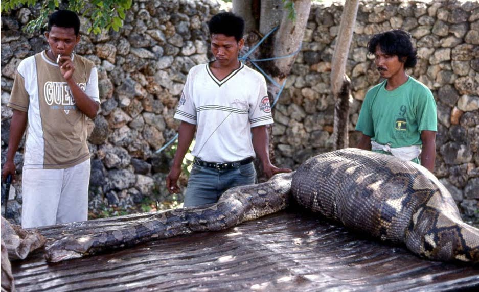 Pig In The Python [1992 TV Movie] - developerskeys