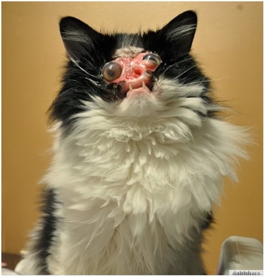 чейз но фейс. чейз но фейс. чейз но фейс. чейз но фейс. чейз нл фейс.