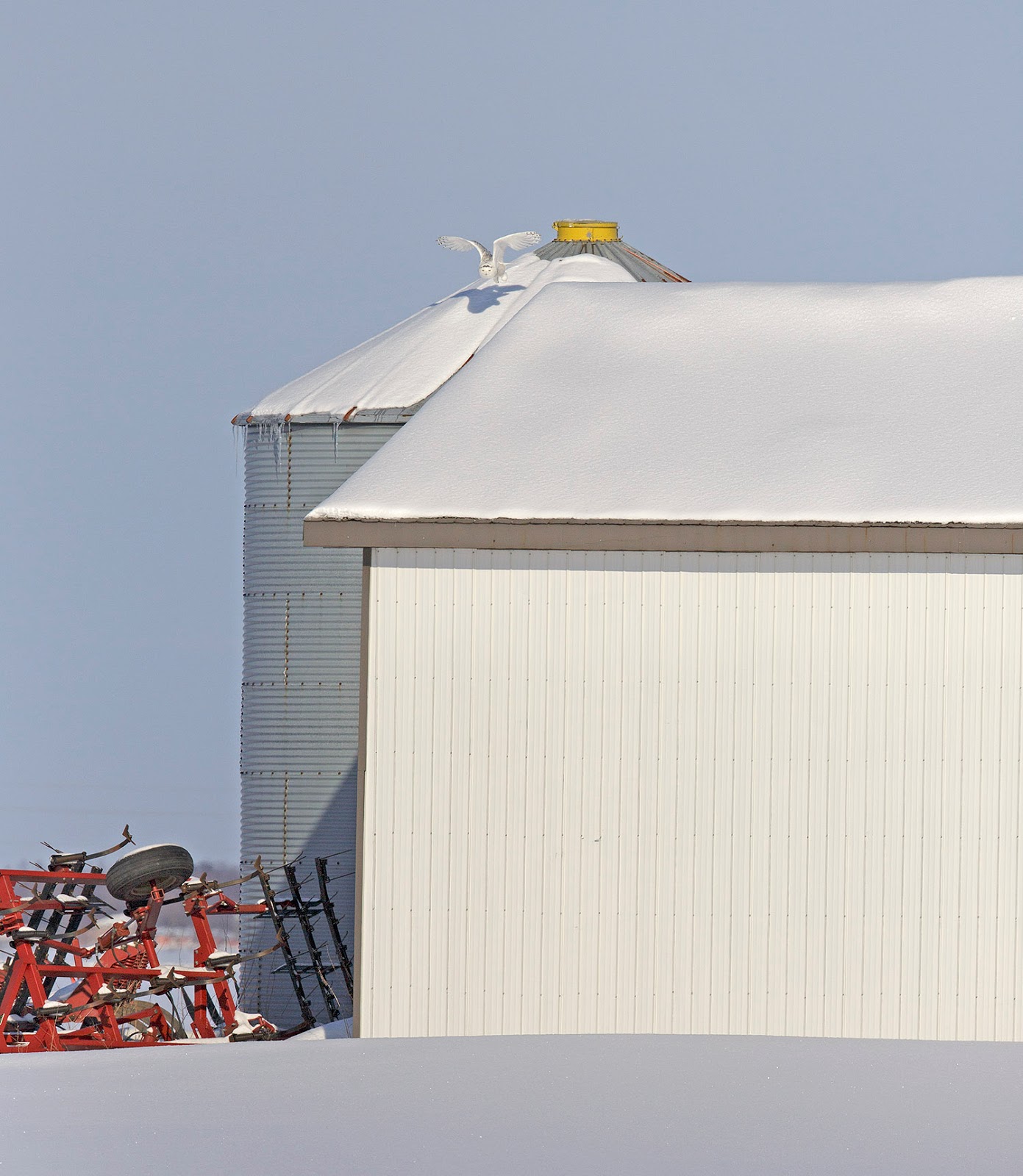 pewit what would you do withe a Snowy Owl on your roof?