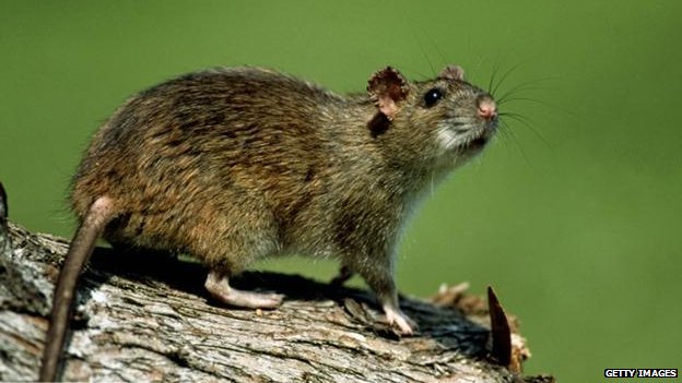 Nuestro blog: Biggest ever project to get rid of rats, on South Georgia
