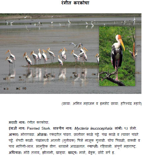 World Tourist Destinations Karkocha Bird In English Painted Stork A particular type of person: karkocha bird in english