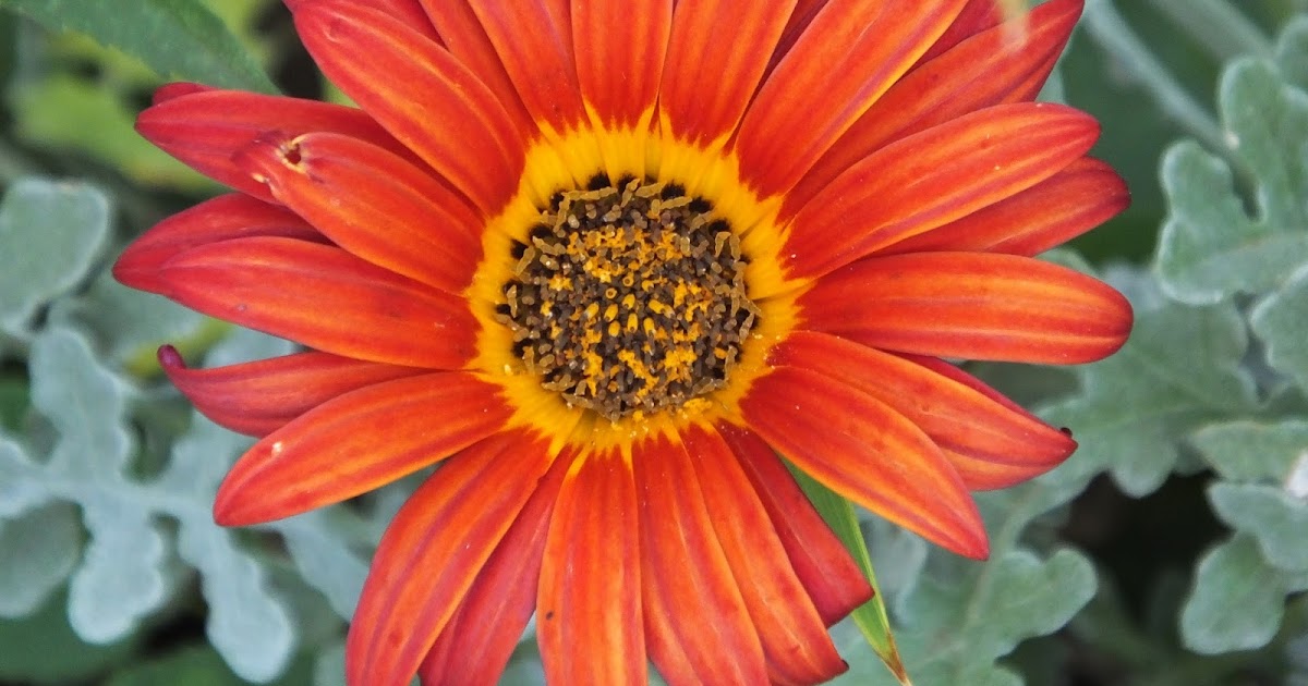Flowers in a Kenyan garden
