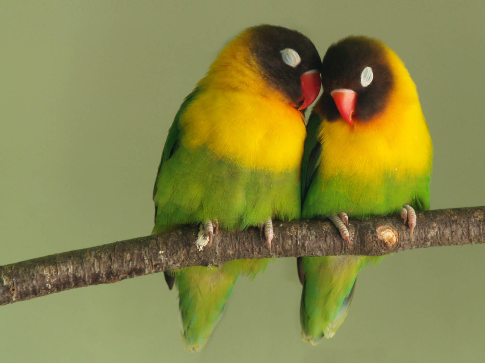 Gambar Gambar Png Burung Love Bird Lovebird Kartun Di Rebanas