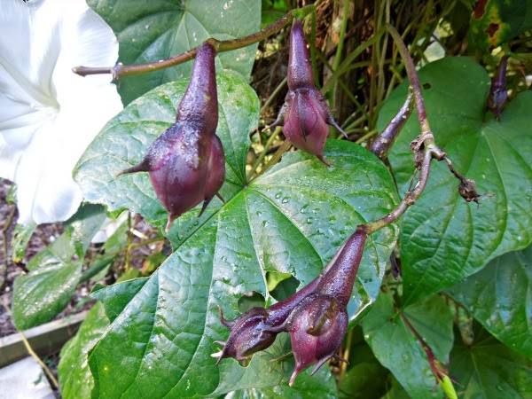 Sue S In The Garden Growing Groceries Moonflower Seeds Moon Flowers Are Members Of The Same Plant Family As Morning Glories But They Bloom In Evening Producing Large Pure White Blossoms Seed Pods