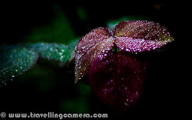 I know this is photograph is not in focus, but still I love it. Probably I am emotionally attached to it or I like the way these dew drops sparkle in the morning. This photograph was shot 2 years back and today after seeing dew in the park, I though of sharing this photograph. Winter season is best to see lovely dew on flowers and leaves in the morning. At some places, it freezes and can be seen as white layer on top of plants. Although dew droplets are best to enjoy the beauty of flora and faun around us. 