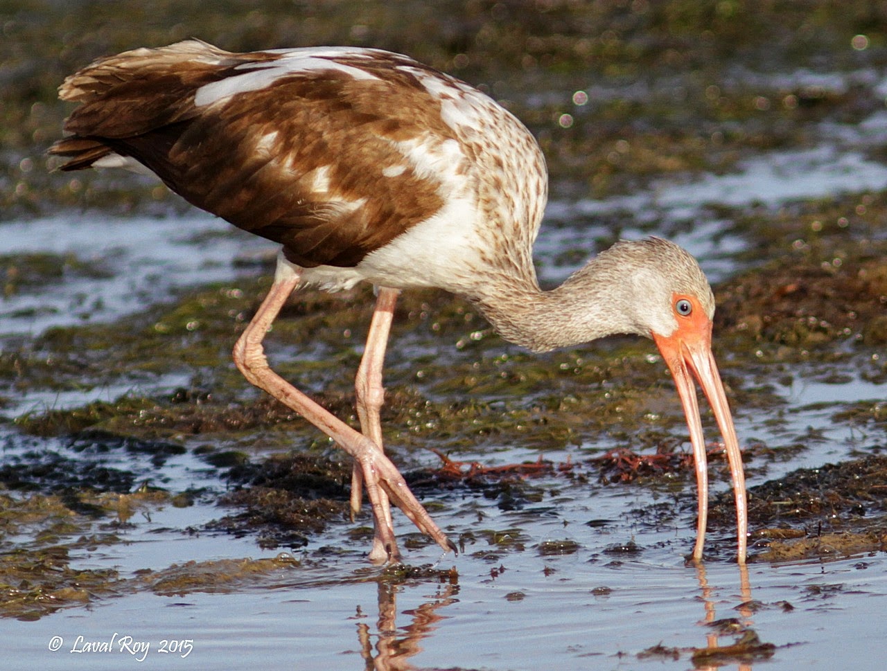 Des oiseaux sur ma route: La beauté des oiseaux de la Floride au début