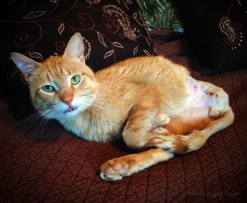 Adopting a cat with three legs special needs cat adoption, feline friendship