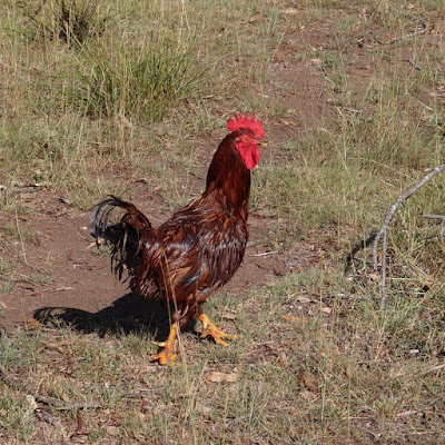 eight acres: how I use neem oil