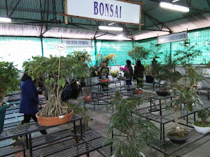 Bonsai exhibition and prizes at Hornbill Festival in Kisama heritage village.