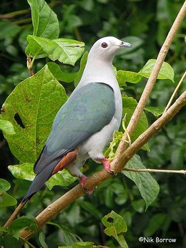 Island imperial pigeon Ducula pistrinaria