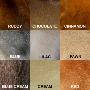 Cats and my Girl: Common Colors of a Cat