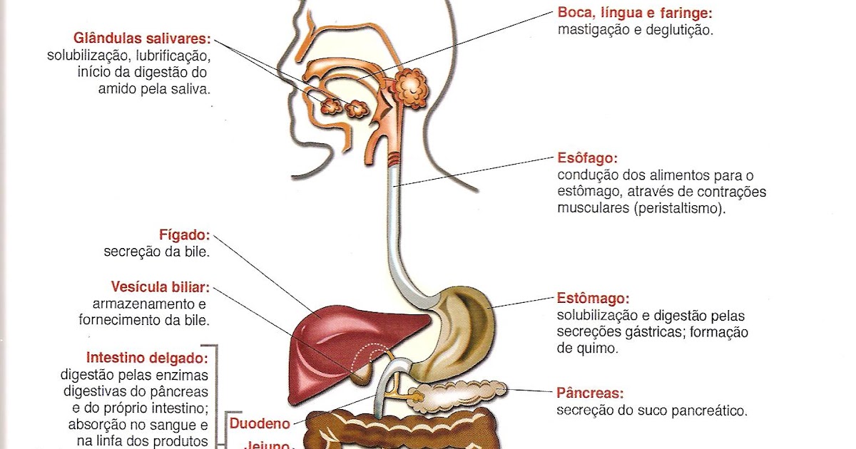 Professora Andreane Sistema Digestório Professora Andreane Sistema Digestório