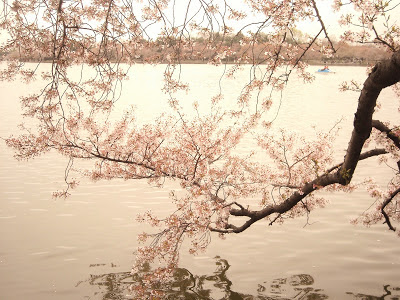 Cherry Blossoms Washington DC