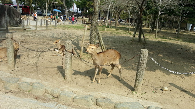 « 奈良公園. »